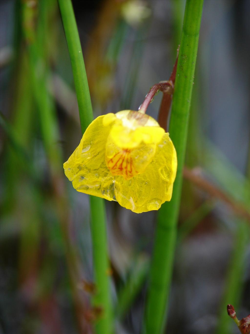 Utricularia australis (door Adrie van Heerden)