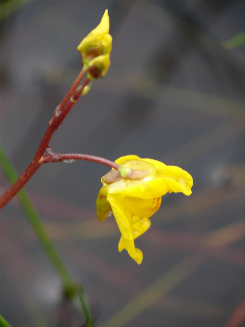 Utricularia australis (door Adrie van Heerden)