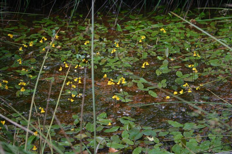 Utricularia australis (door Niels Jeurink)