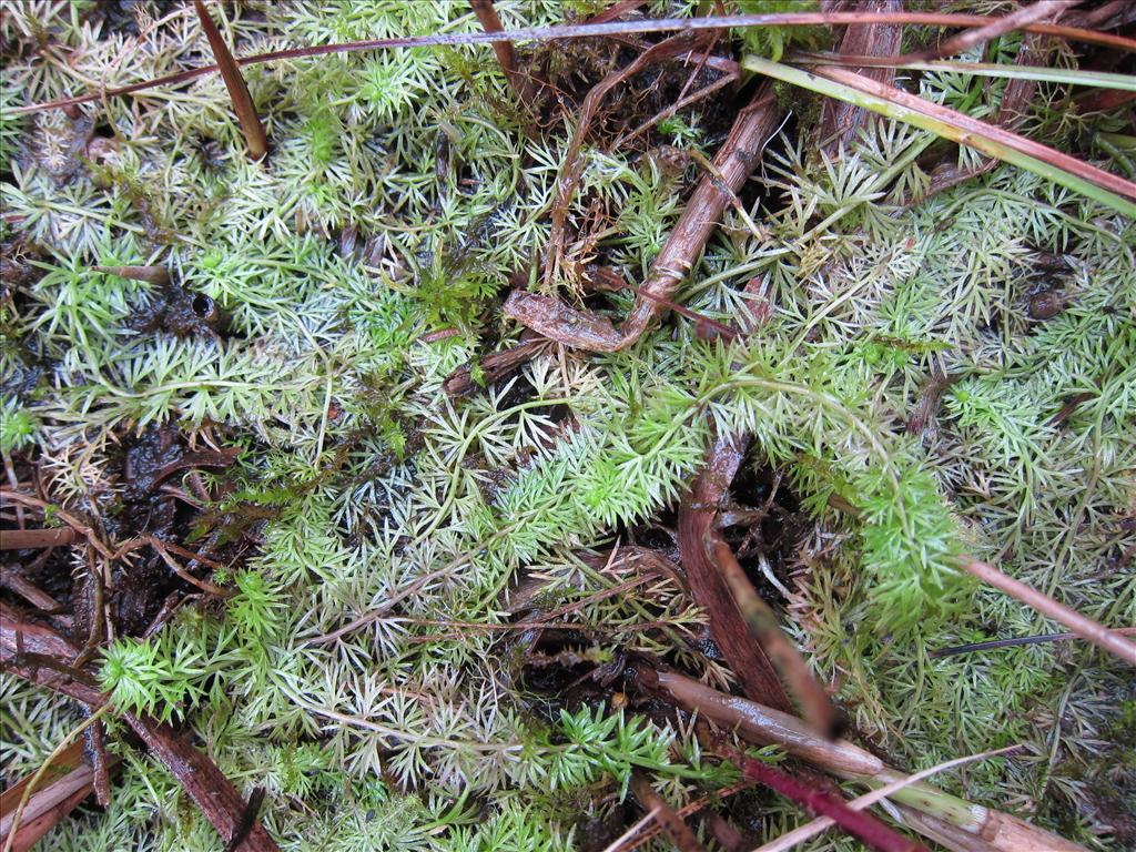 Utricularia intermedia (door Piet Bremer )