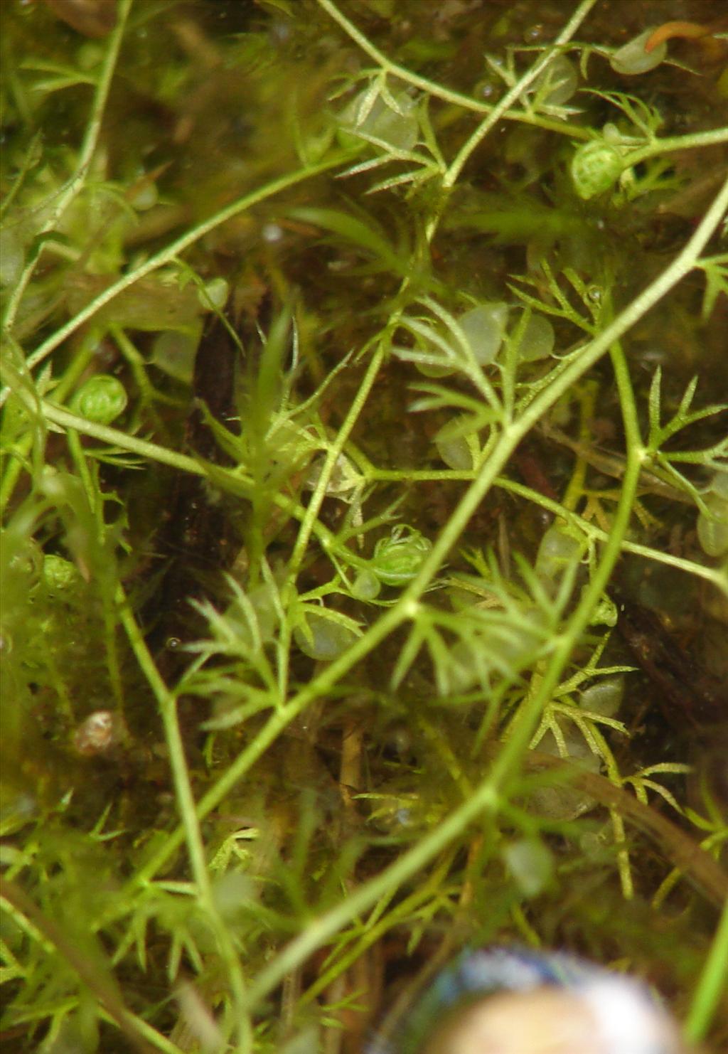 Utricularia minor (door Adrie van Heerden)