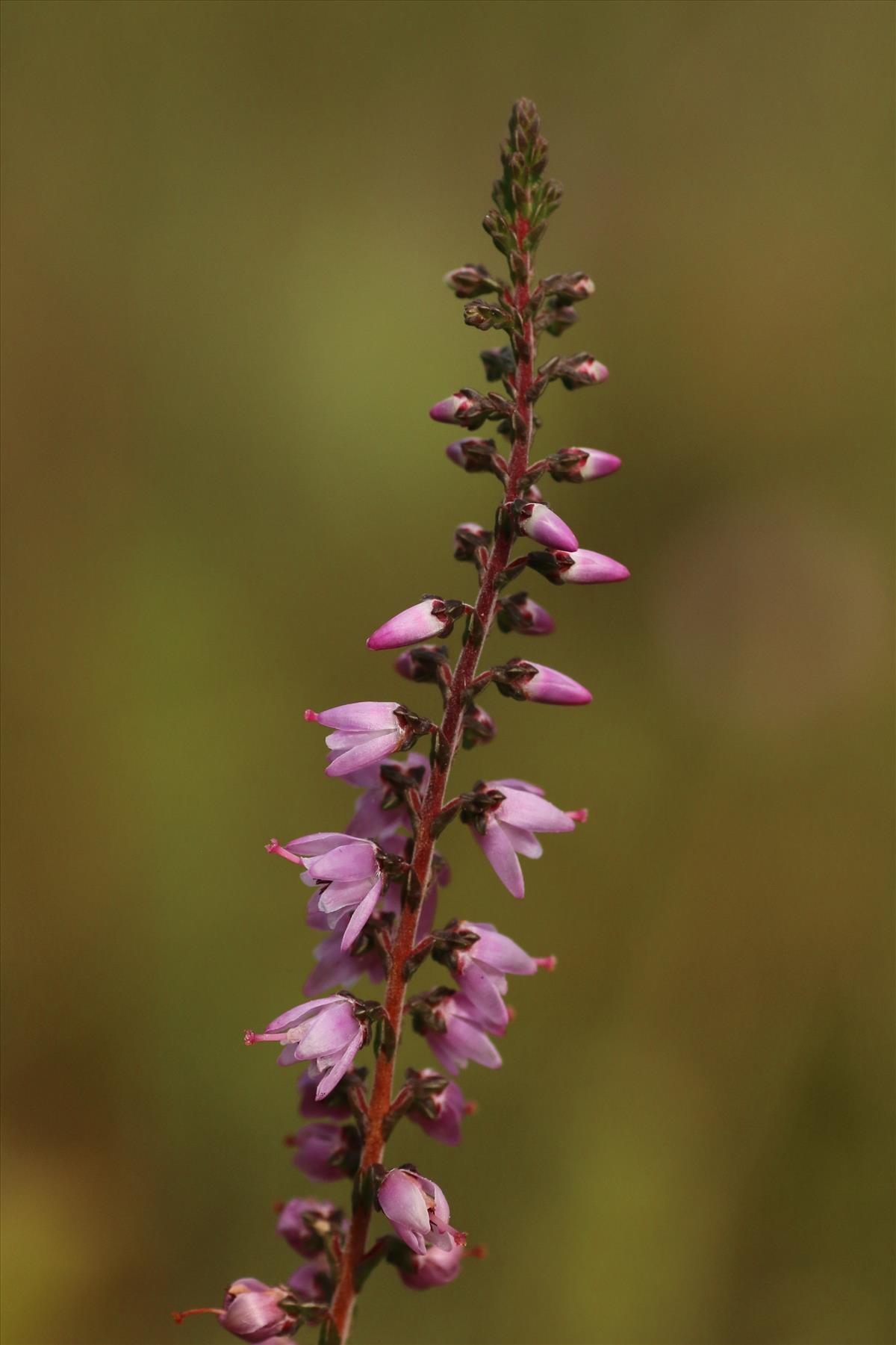 Calluna vulgaris (door Willem Braam)