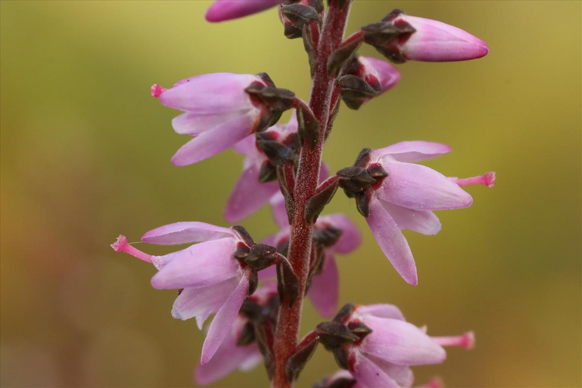 Calluna vulgaris (door Willem Braam)