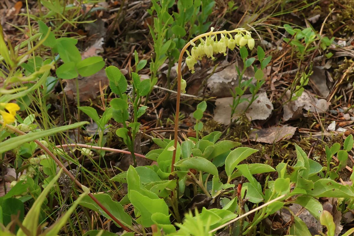 Orthilia secunda (door Willem Braam)