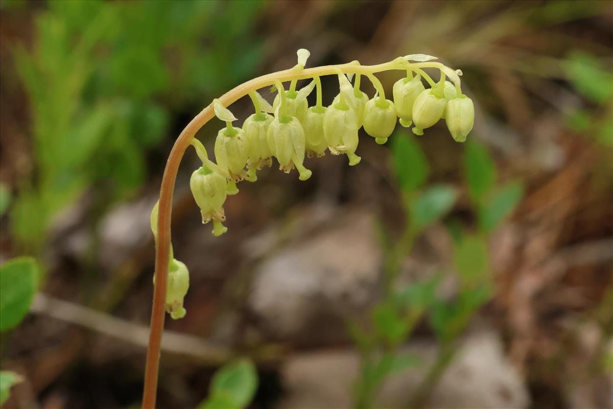 Orthilia secunda (door Willem Braam)