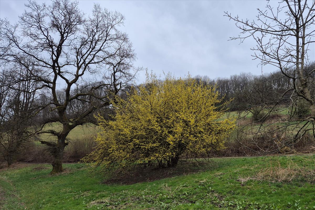 Cornus mas (door Willem Braam)