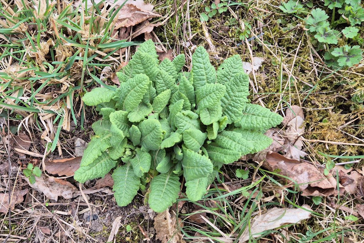 Primula veris (door Willem Braam)