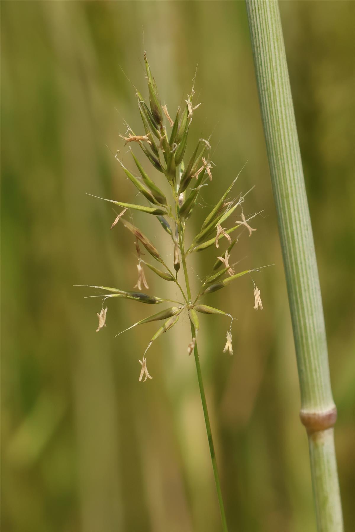 Anthoxanthum aristatum (door Willem Braam)