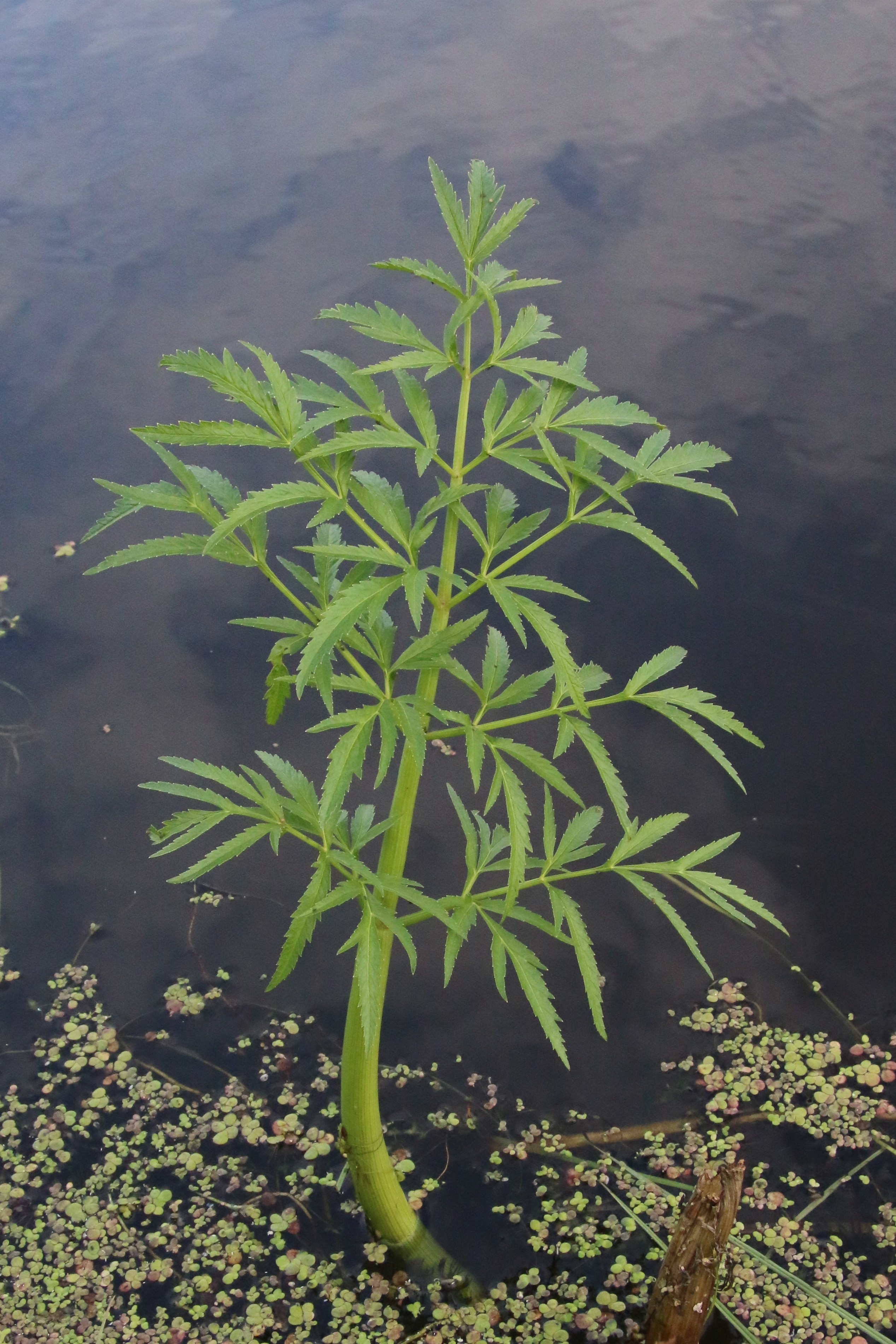 Cicuta virosa (door Willem Braam)