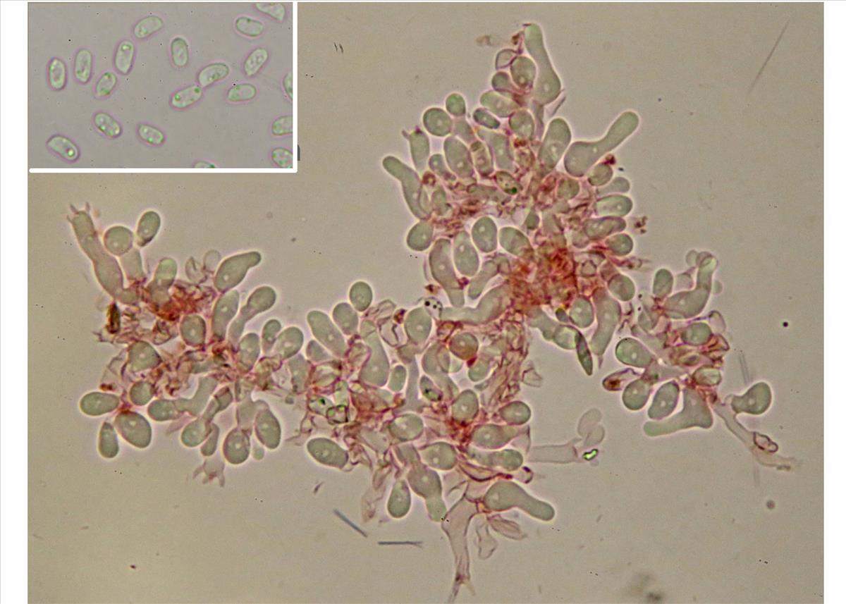 Sistotrema hispanicum (door Ida Bruggeman)