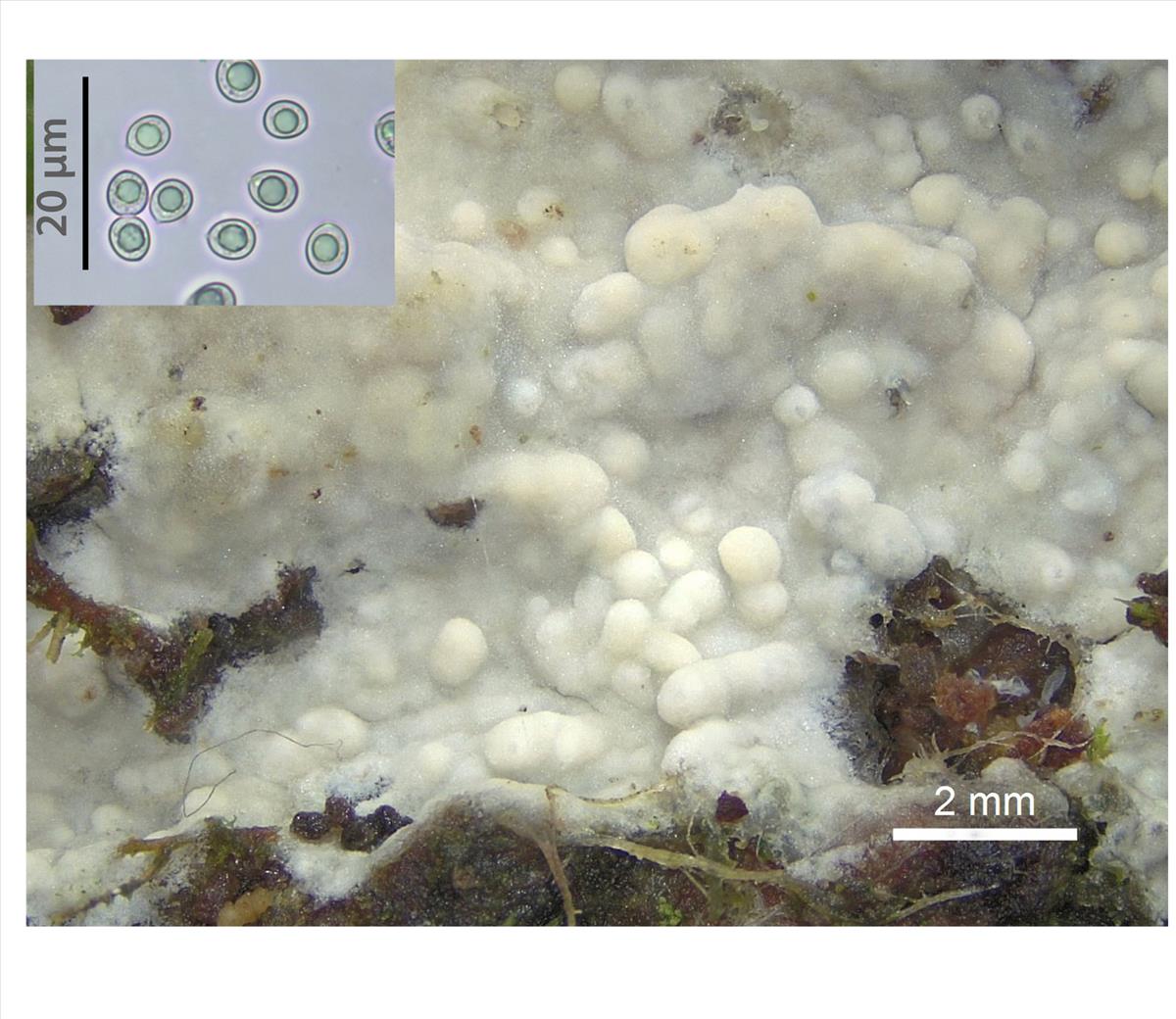 Hypochnicium lundellii (door Ida Bruggeman)