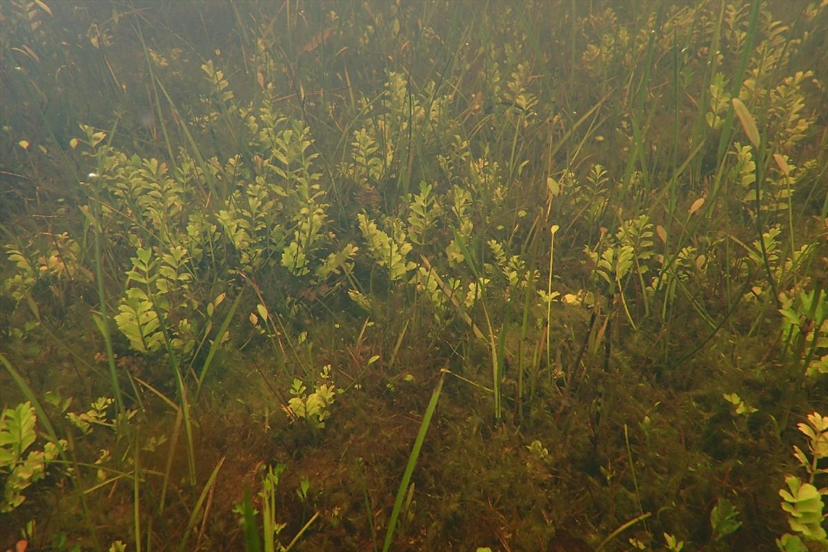 Helosciadium repens (door Stef van Walsum)