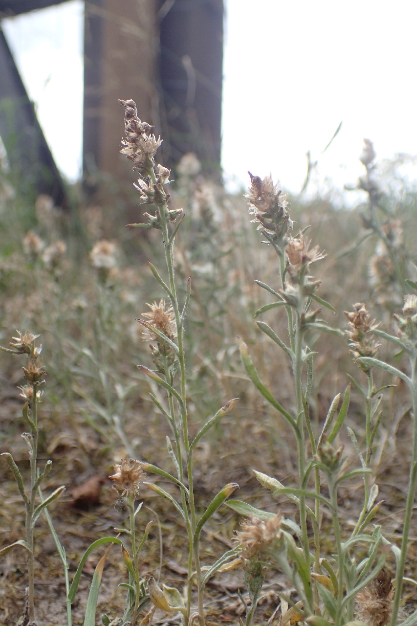 Gamochaeta subfalcata (door Stef van Walsum)