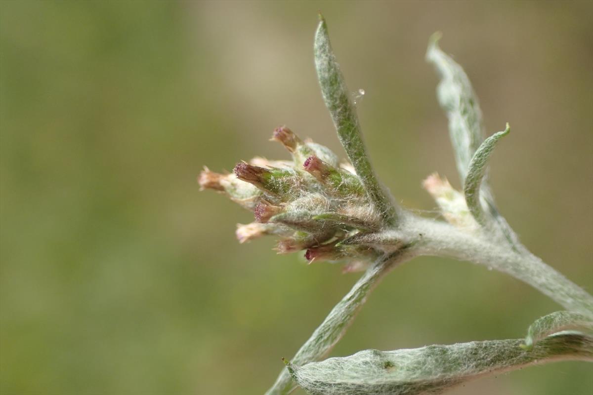 Gamochaeta subfalcata (door Stef van Walsum)