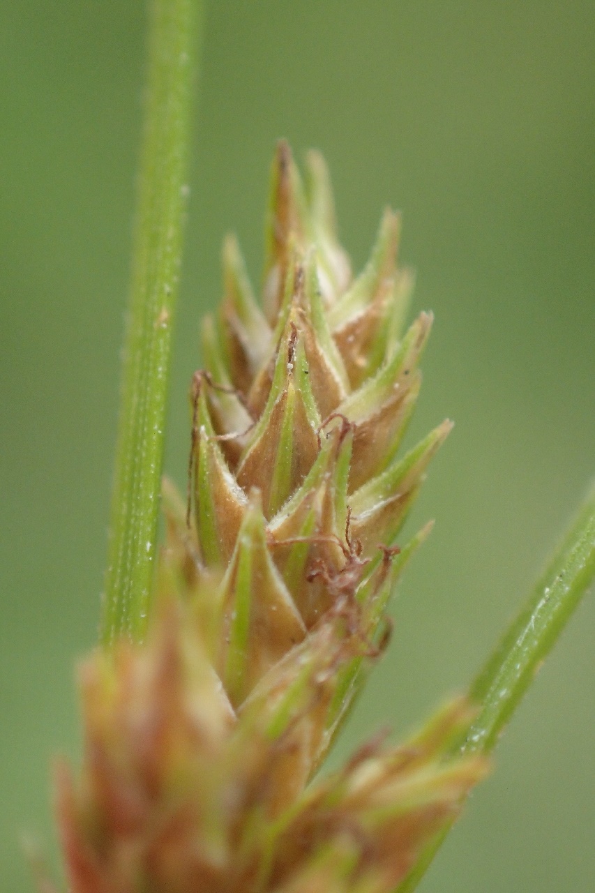 Carex x pseudoaxillaris (door Stef van Walsum)