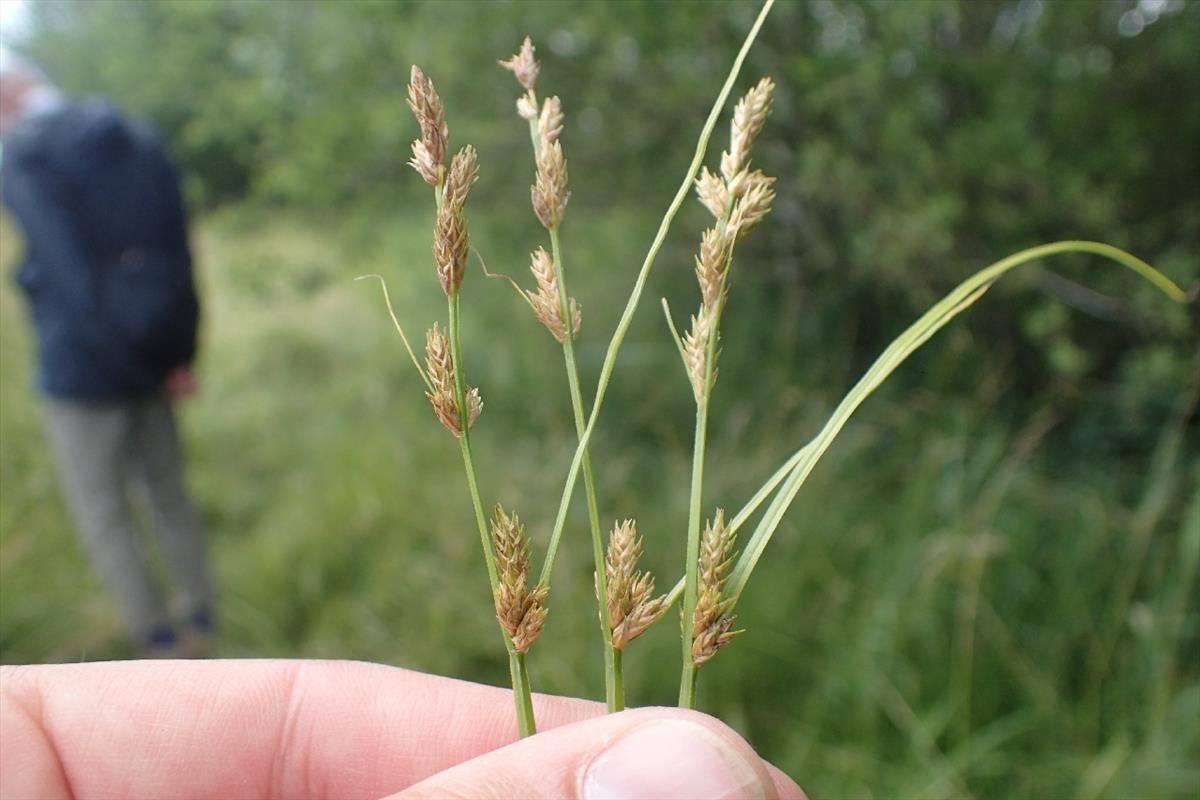 Carex x pseudoaxillaris (door Stef van Walsum)