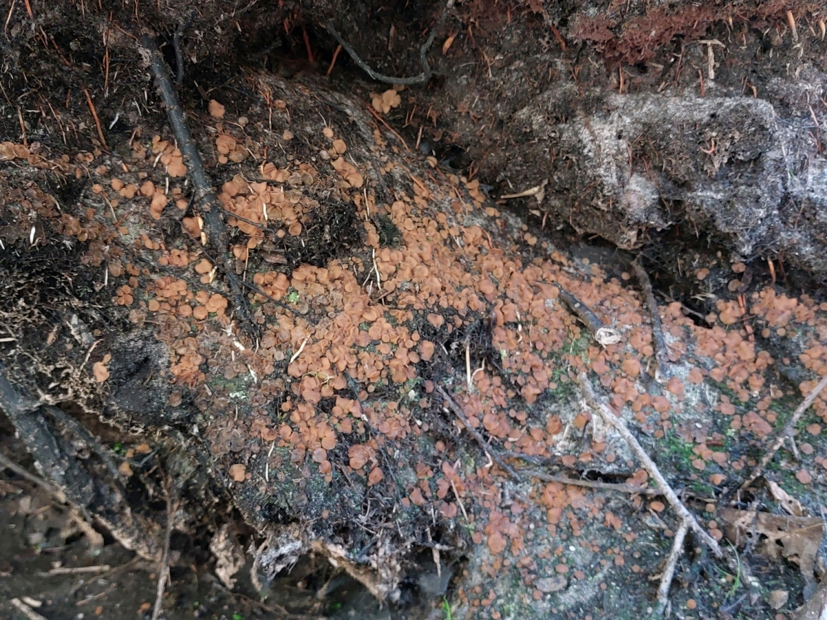 Sphaerosporella hinnulea (door Marian Jagers-Dikmans)