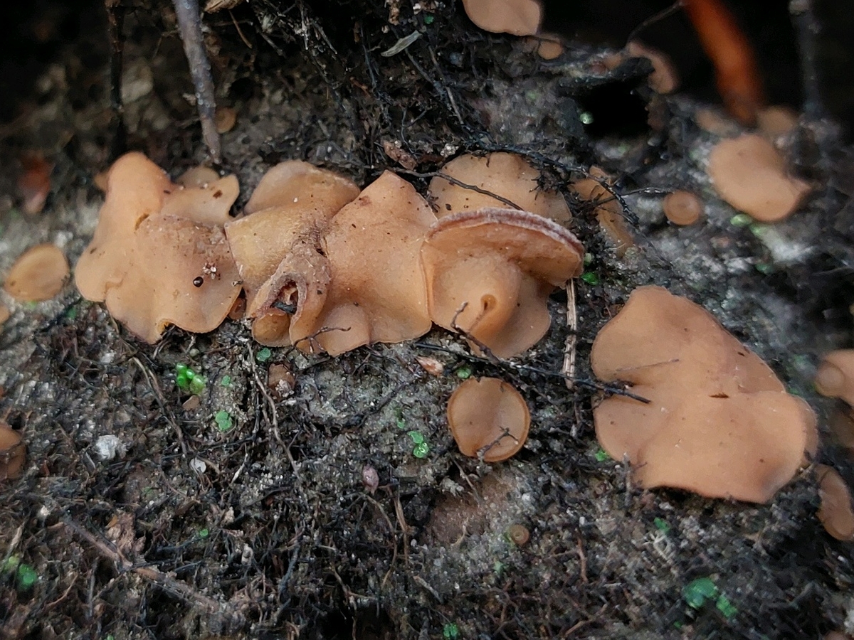Sphaerosporella hinnulea (door Marian Jagers-Dikmans)