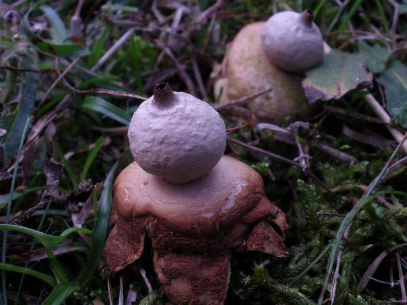 Geastrum saccatum (door Maarten Langbroek)