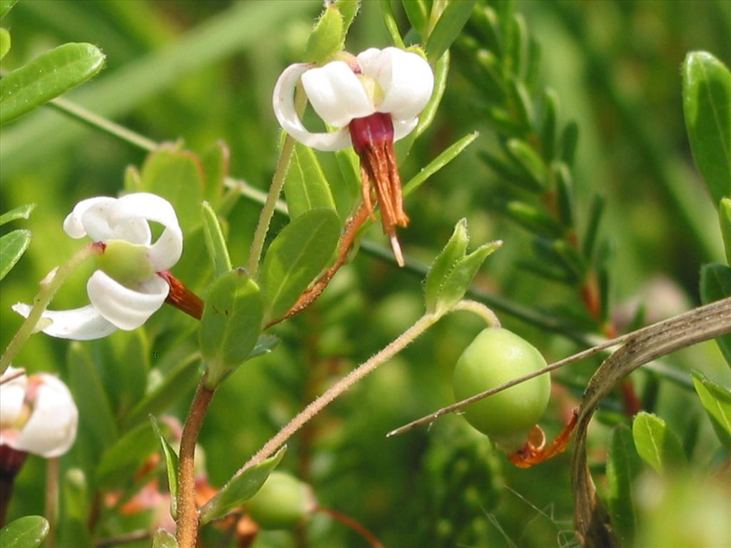 Vaccinium macrocarpon (door Gertjan van Mill)