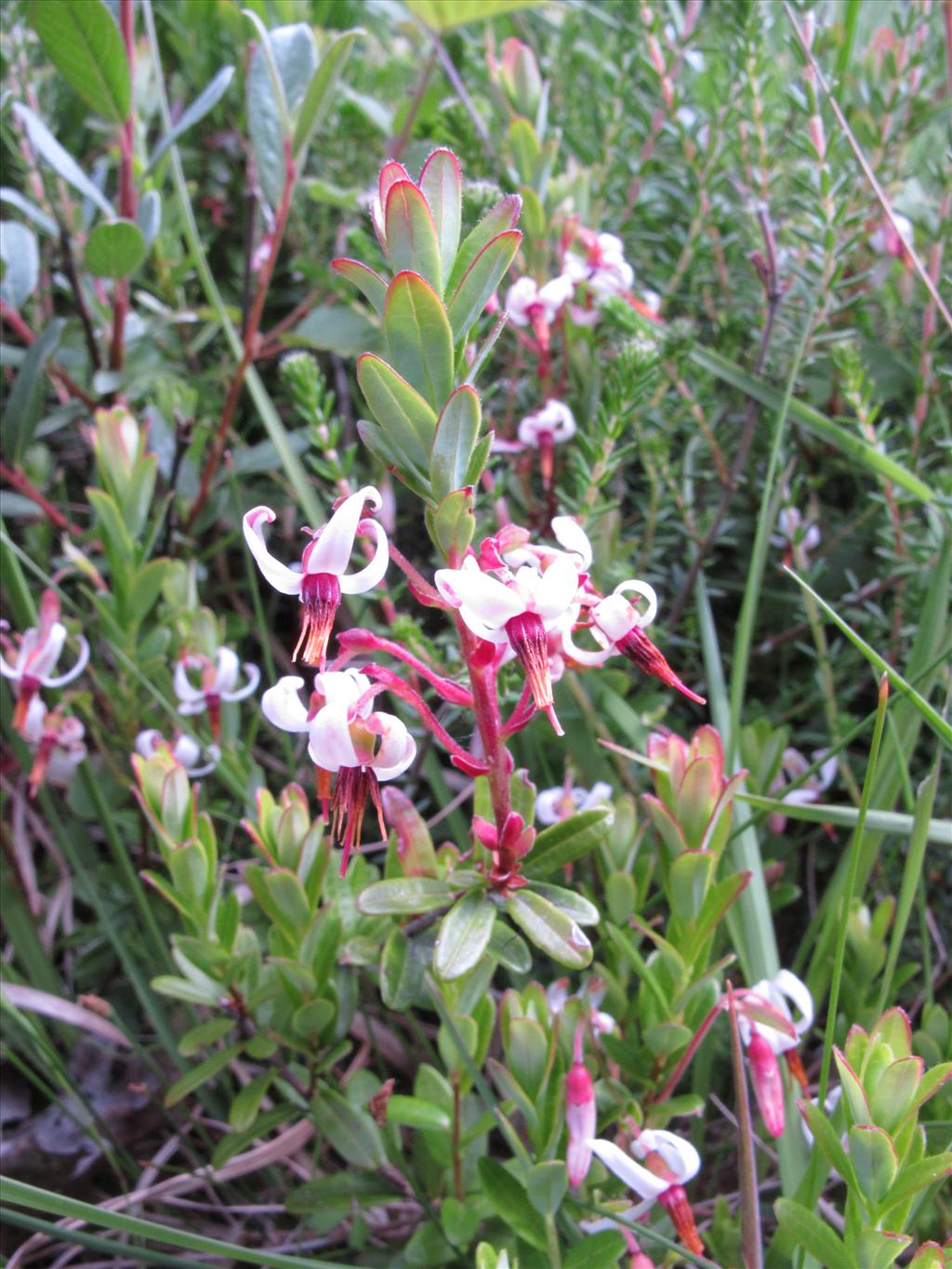 Vaccinium macrocarpon (door Gertjan van Mill)