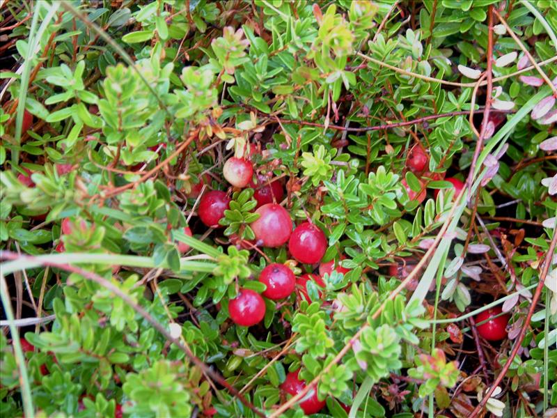 Vaccinium macrocarpon (door Adrie van Heerden)