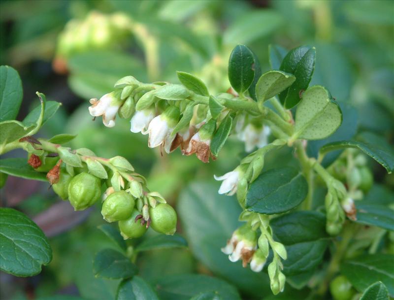 Vaccinium vitis-idaea (door Adrie van Heerden)