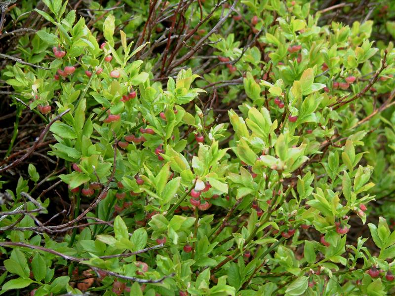 Vaccinium myrtillus (door Adrie van Heerden)