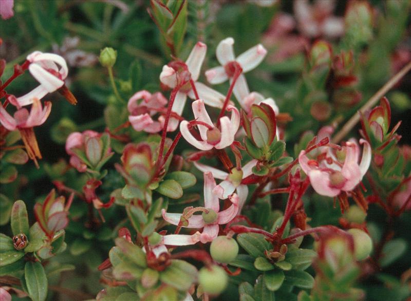 Vaccinium oxycoccos (door Adrie van Heerden)