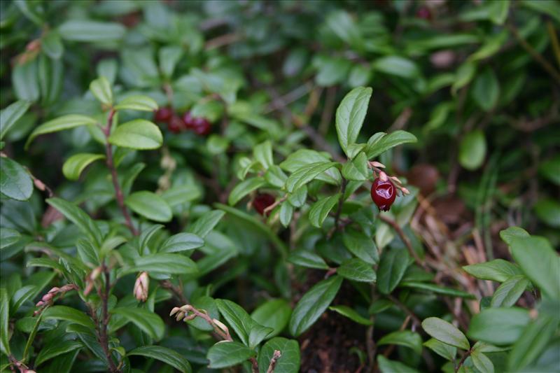 Vaccinium vitis-idaea (door Niels Jeurink)