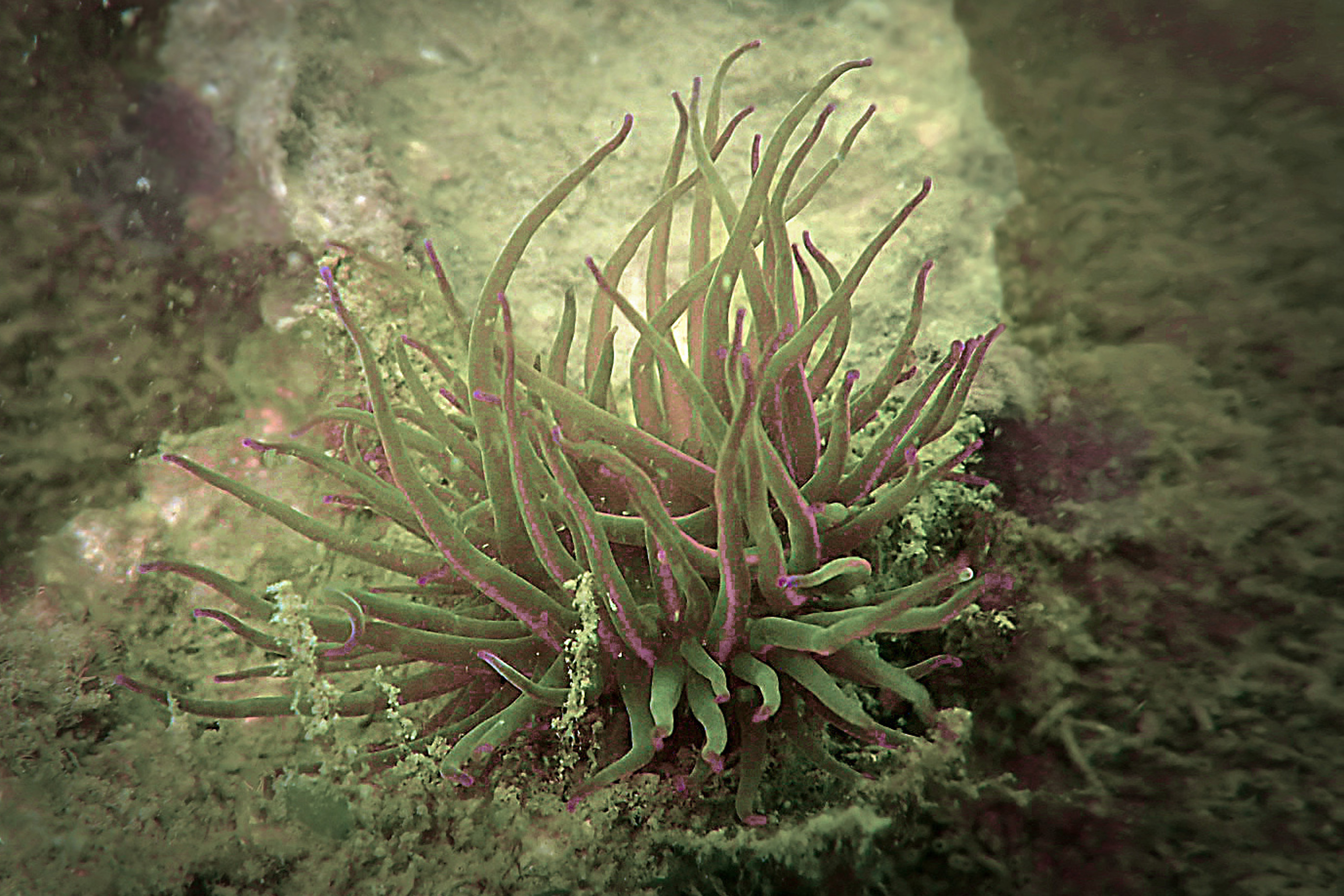 Anemonia viridis (door Valentin Engelbos)