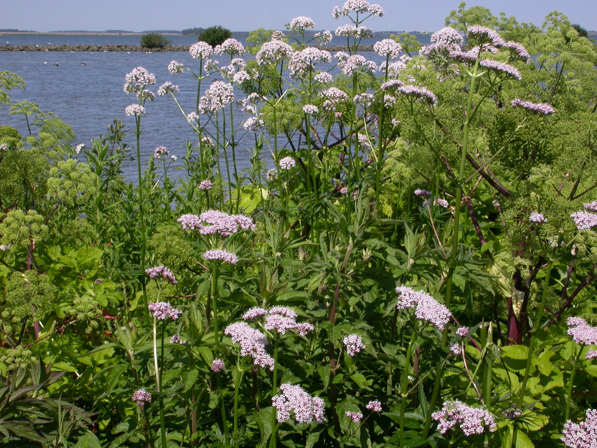 Valeriana officinalis (door Peter Meininger)