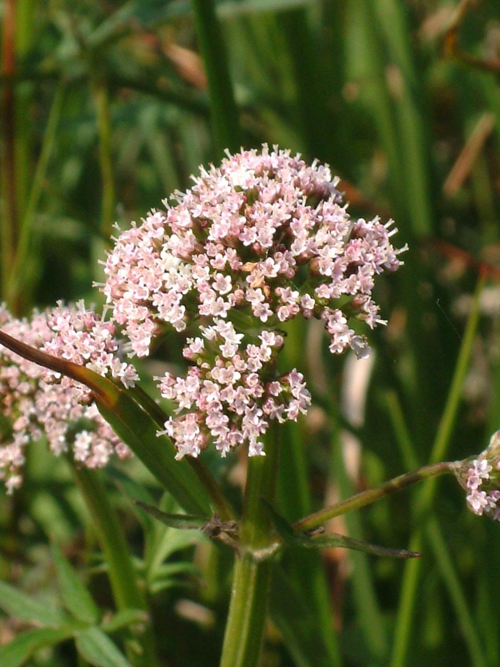 Valeriana dioica (door Adrie van Heerden)