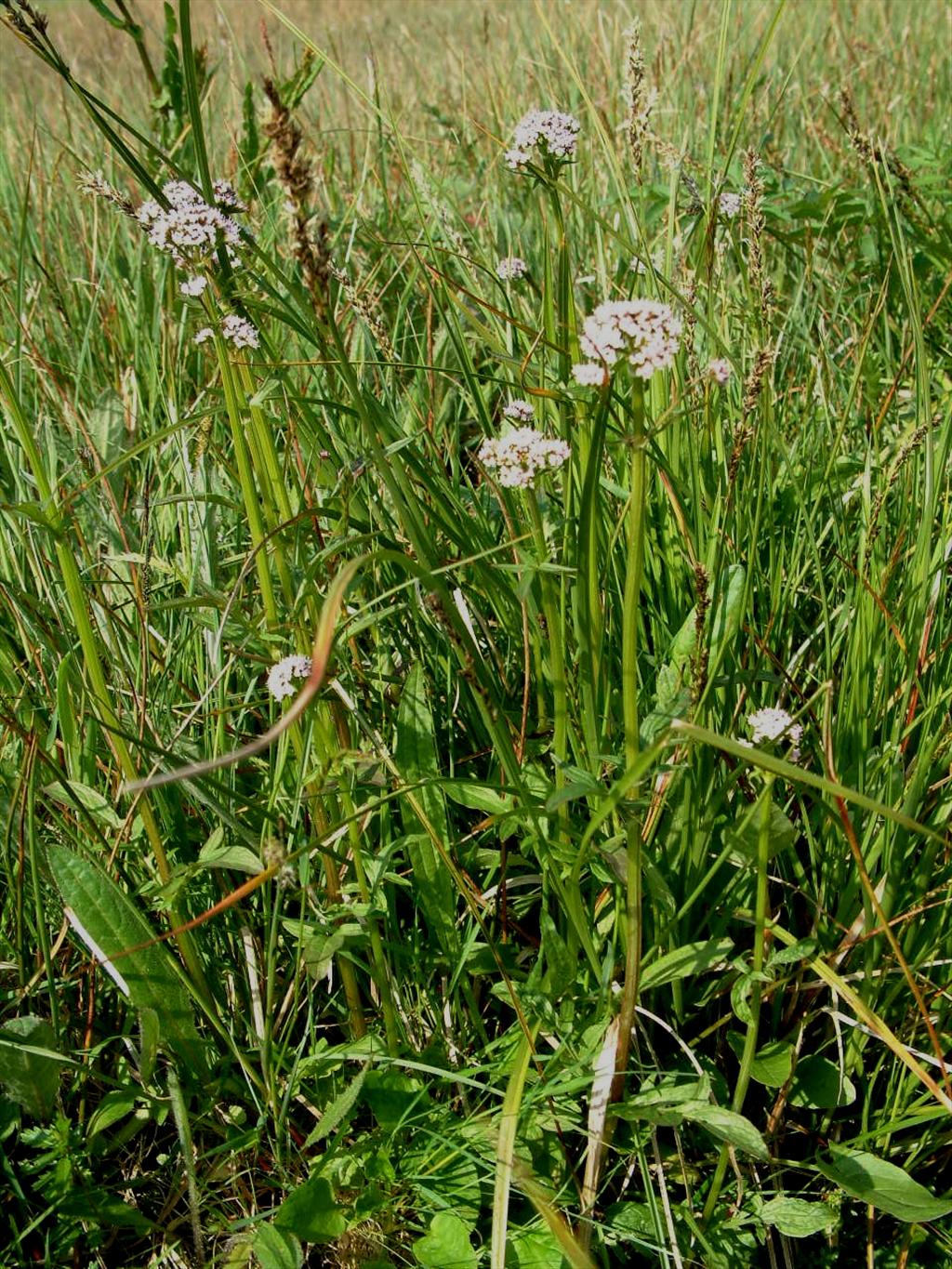 Valeriana dioica (door Adrie van Heerden)