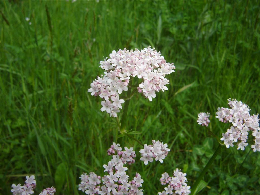 Valeriana dioica (door Ruud Beringen)