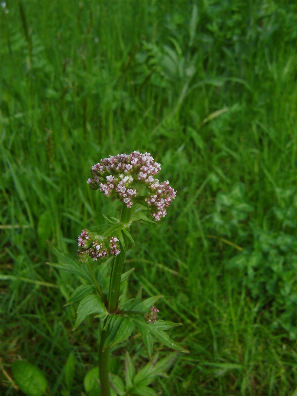 Valeriana dioica (door Ruud Beringen)