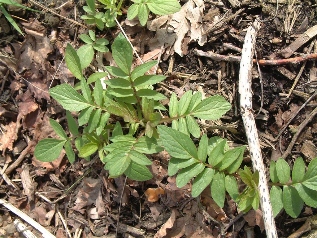 Valeriana officinalis (door Adrie van Heerden)