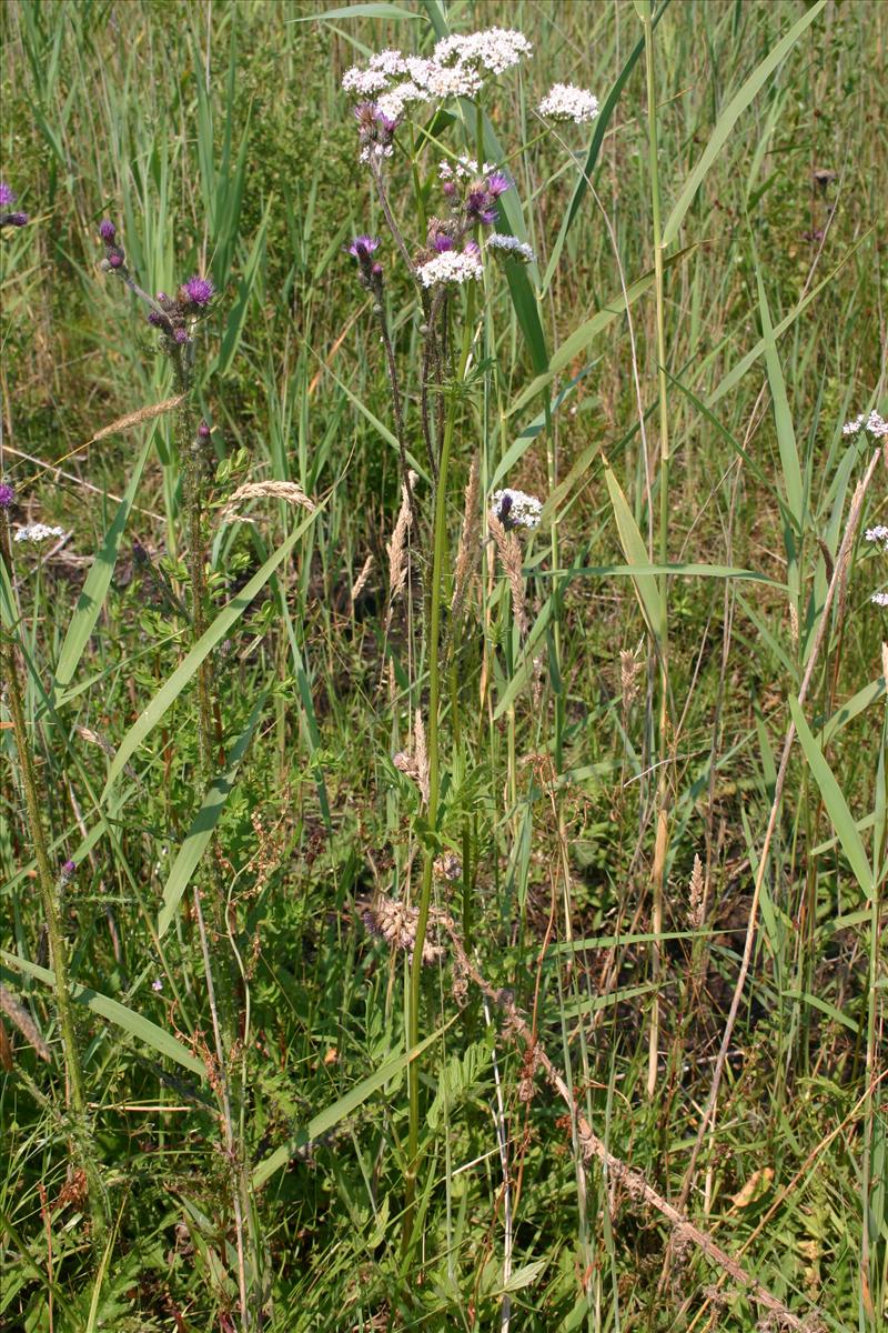 Valeriana officinalis (door Niels Jeurink)