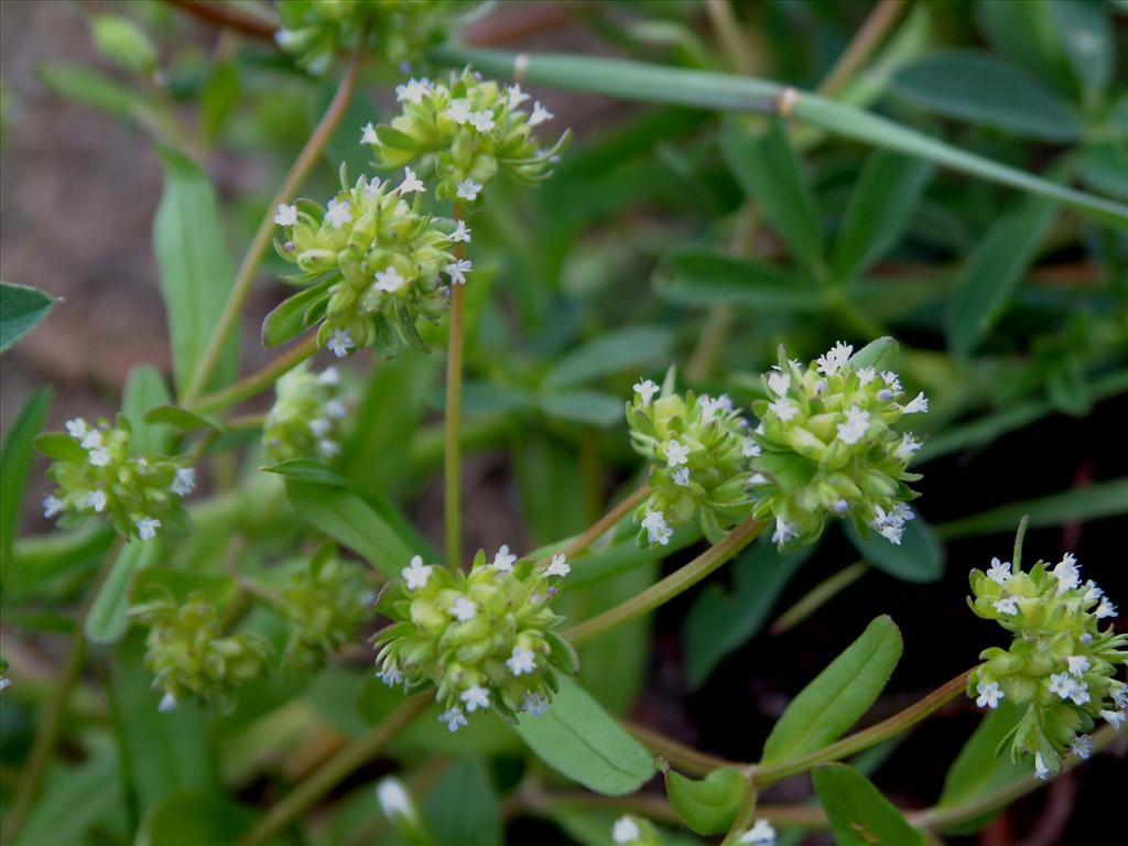 Valerianella locusta (door Adrie van Heerden)