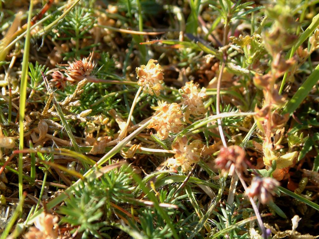 Valerianella locusta (door Adrie van Heerden)