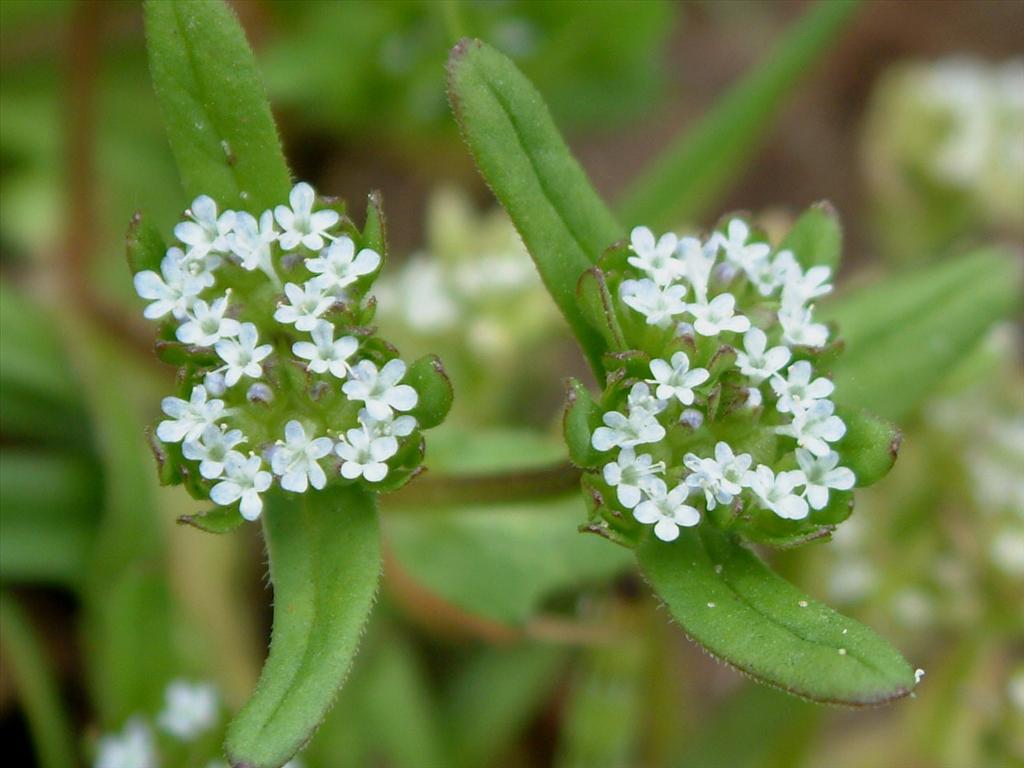 Valerianella locusta (door Adrie van Heerden)