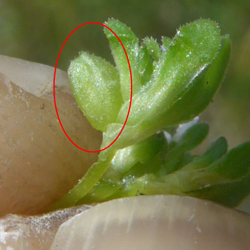 Valerianella carinata (door Peter Wetzels)