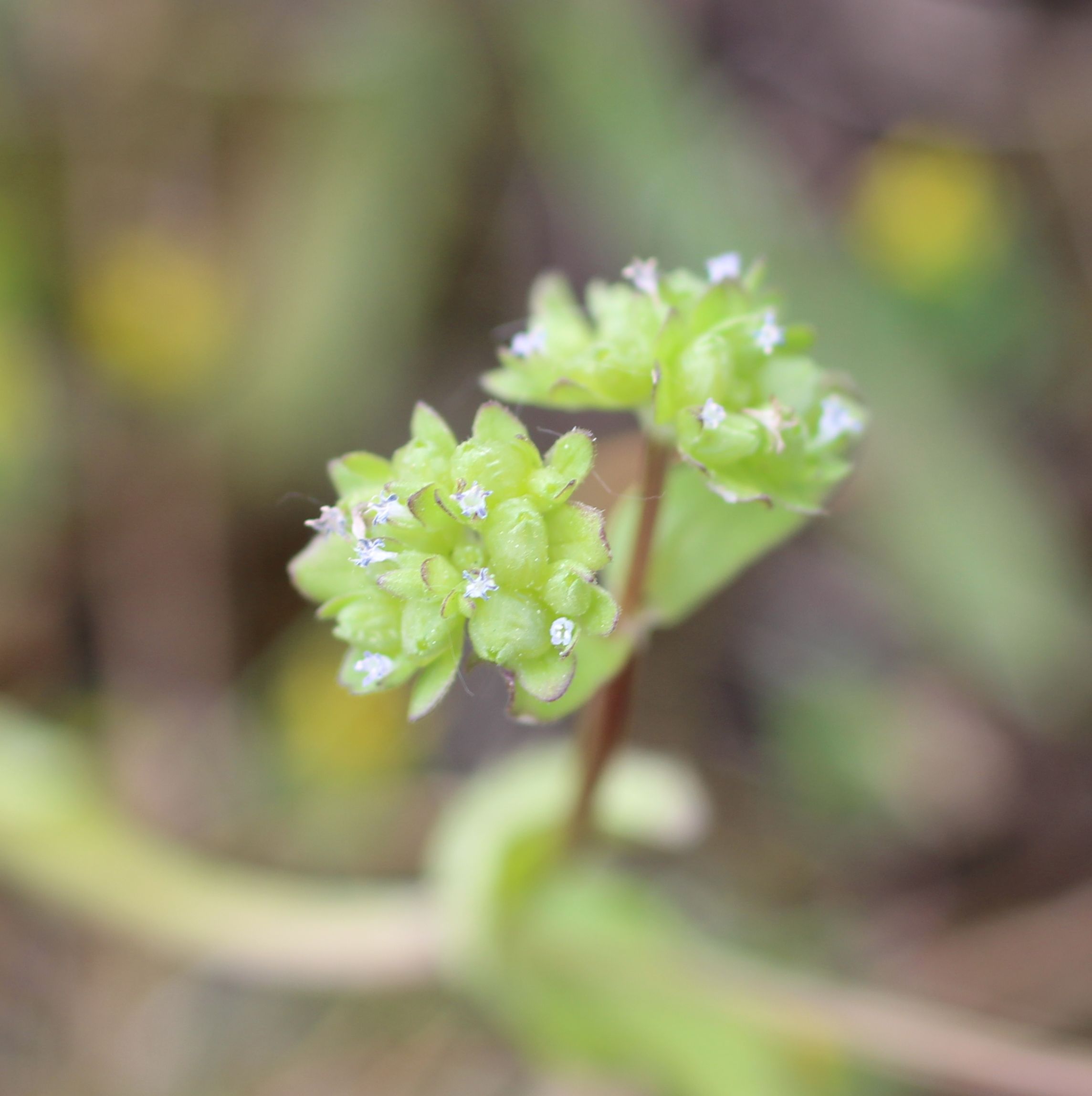 Valerianella locusta (door Pieter Stolwijk)