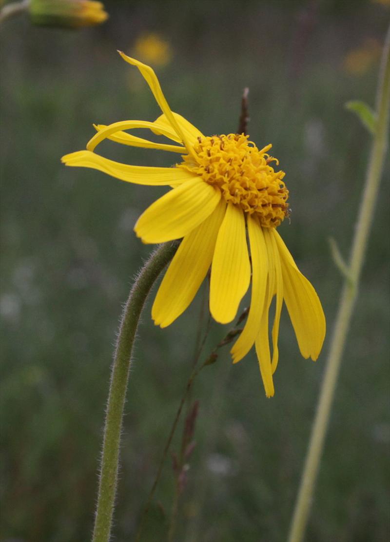 Arnica montana (door Peter Meininger)