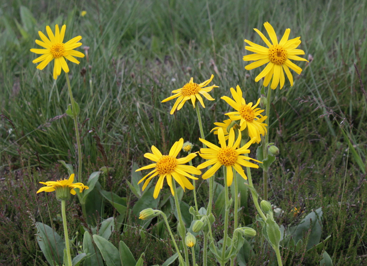 Arnica montana (door Peter Meininger)