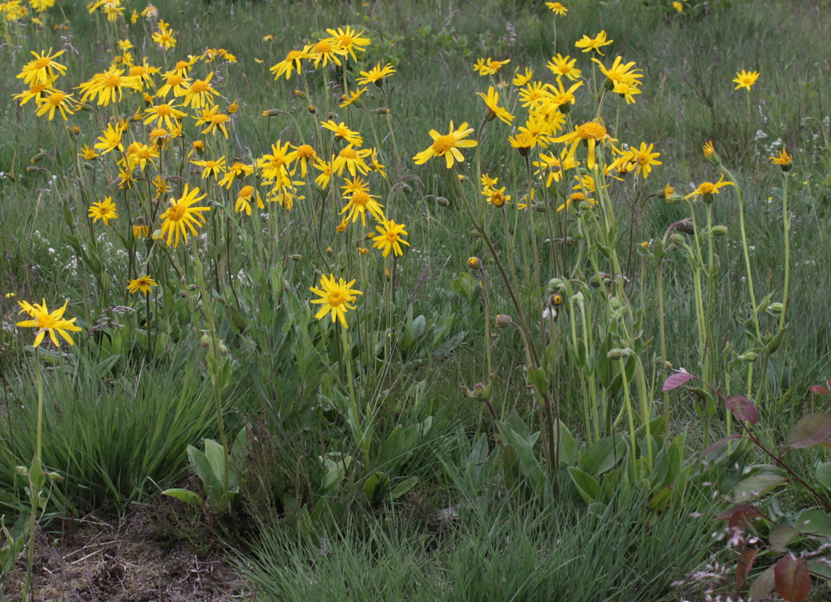 Arnica montana (door Peter Meininger)