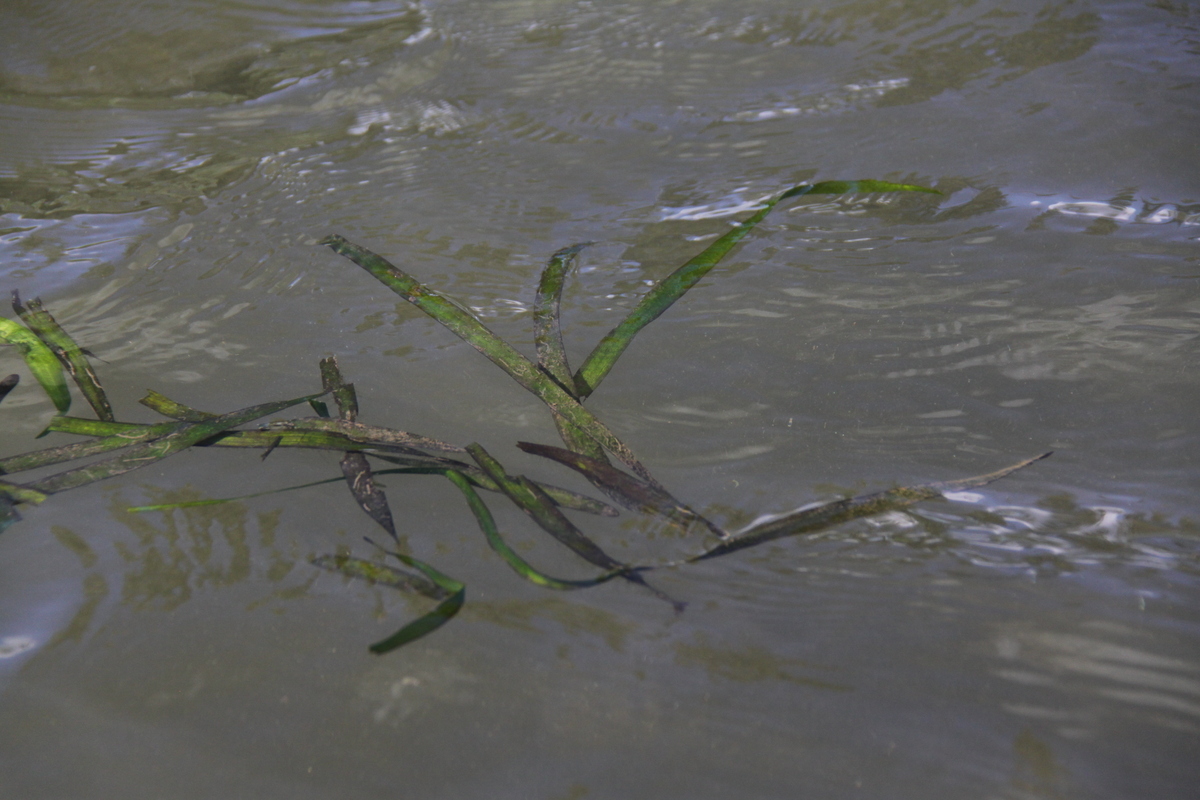 Vallisneria spiralis (door Peter Meininger)