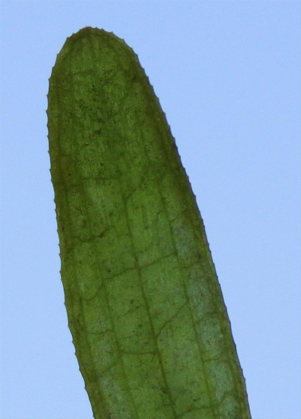 Vallisneria spiralis (door Peter Meininger)