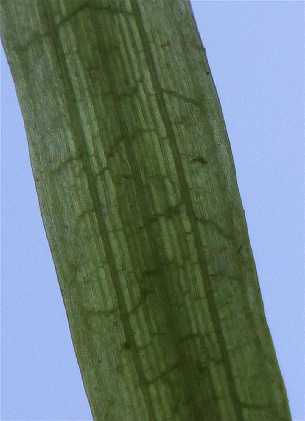 Vallisneria spiralis (door Peter Meininger)