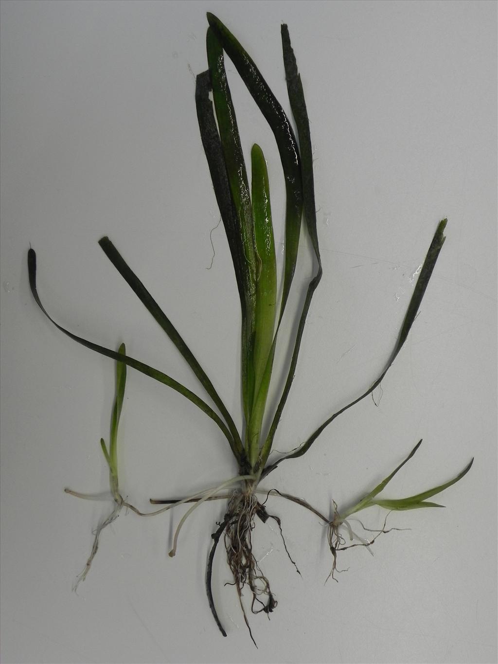 Vallisneria spiralis (door Johan van Valkenburg)